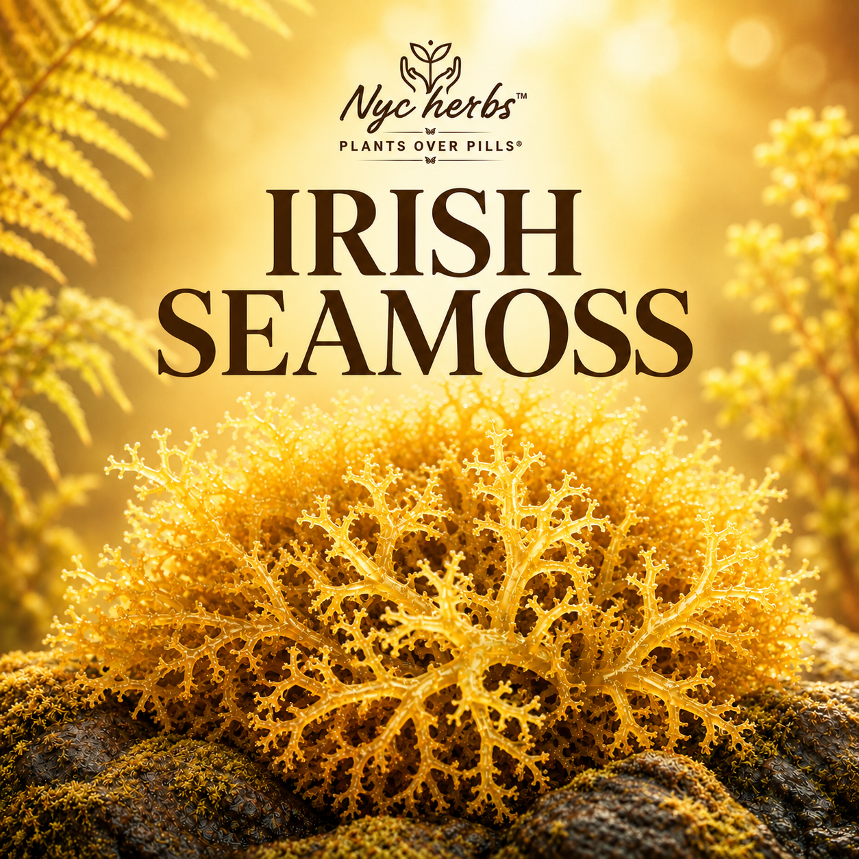 Irish Seamoss (Sea Moss)